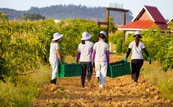 Workers harvest avocados in Myanmar.